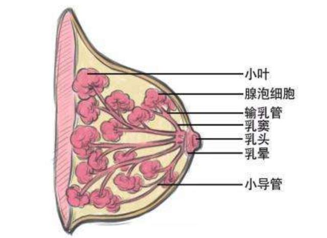 长出4个"乳房"?女子双侧腋下长包块,副乳腺增生需要手术吗?