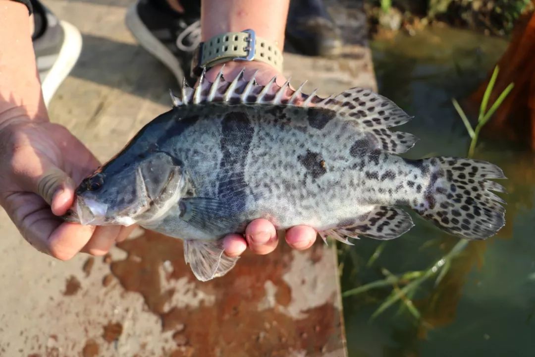 鳜鱼养殖失败率超3成?很多往往败在这3个小细节上.