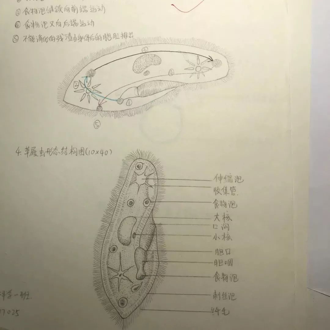 他们带着教科书级别的草履虫(草履虫:谁又在画我了?