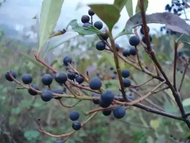 11 po儿 蓬蘽,竻(刺)泡,蛇泡.