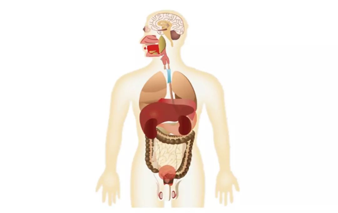 人体内强大,完整的免疫系统_器官