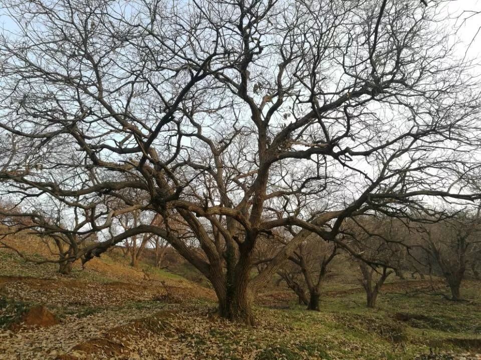 其中51棵树龄达到140年树龄100年的板栗树