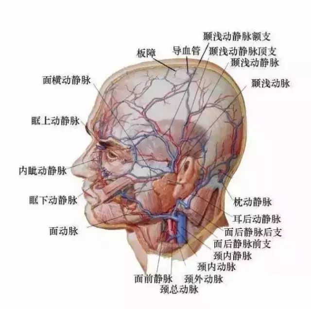 颞肌固有筋膜,颞肌,颅骨,同时还有浅表和深层的内部血管,面神经在颞部