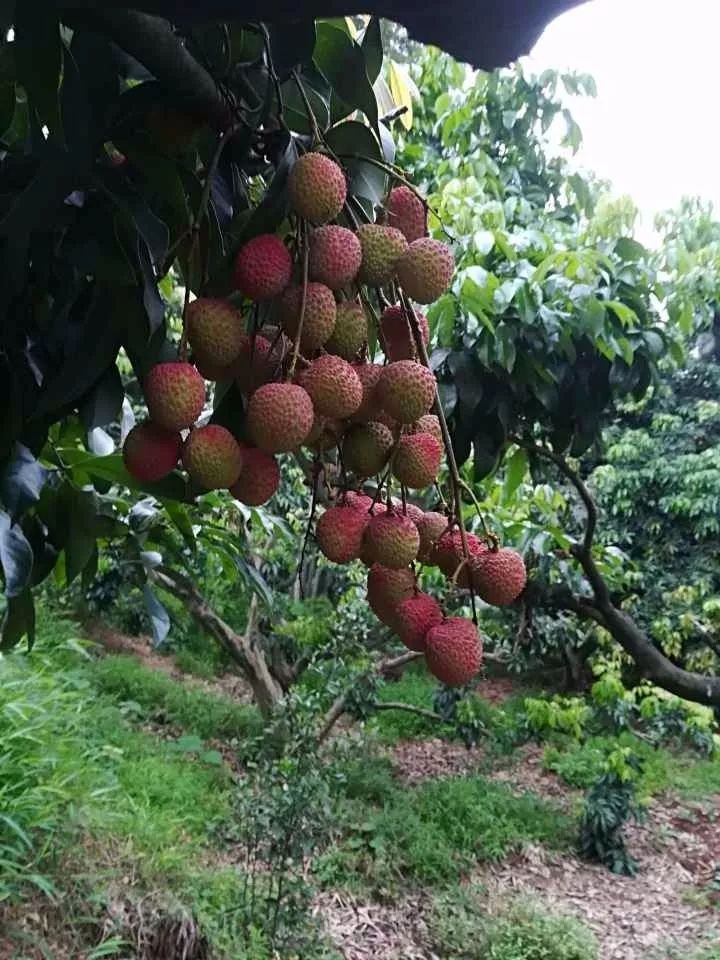 合江荔枝