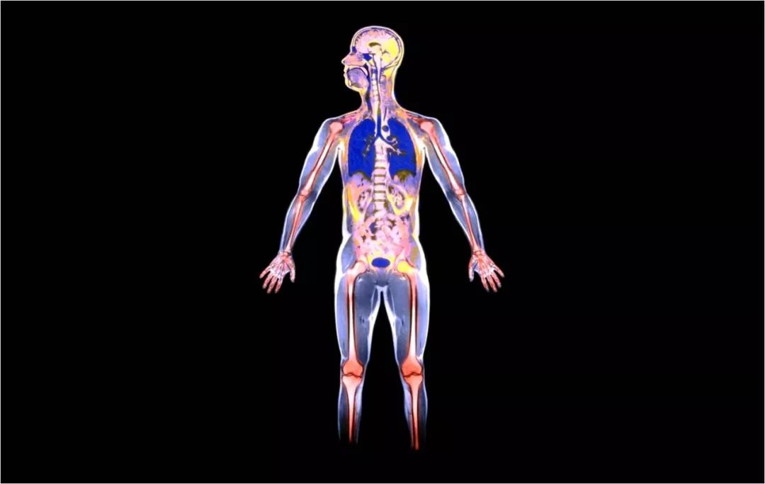 人体内强大,完整的免疫系统_器官