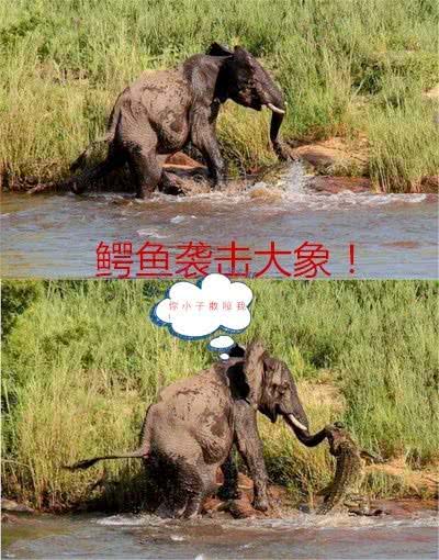 水下鱷魚襲擊大象，大象驚怒之下，竟將鱷魚甩飛到了天上 萌寵 第2張