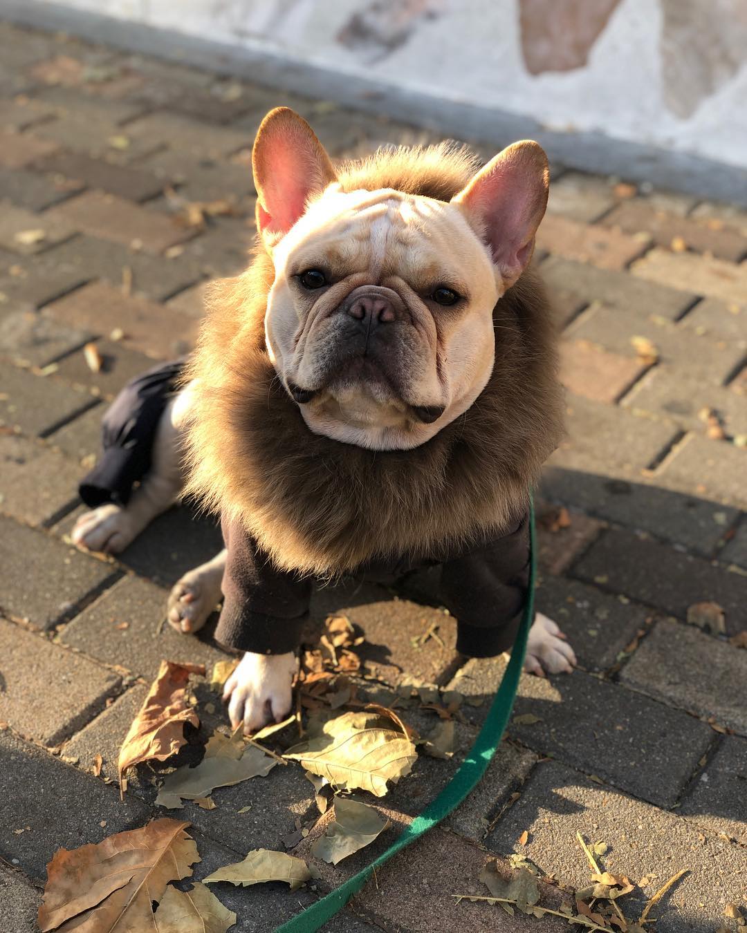 斗牛犬天生一副厌世脸,但是特别惹人爱!