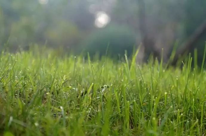 一棵小草的呐喊:野火烧不尽,春风吹又生