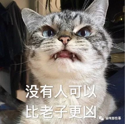 超凶der猫咪表情包适合心情不好的你