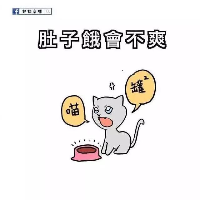 "关注爆笑一刻,把你变成一个有趣的人" 一组漫画告诉你:猫和女朋友的