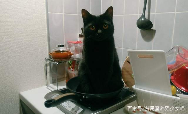 貓咪的報恩？貓奴說肚子餓，貓自己跑到鍋裡面，這是要被煮來吃嗎 萌寵 第5張