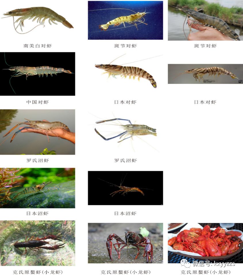 【图文分享】龙虾,蟹,对虾,沼虾类养殖现状