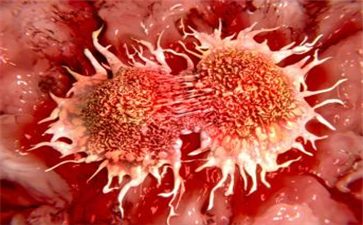 癌细胞和正常细胞的区别