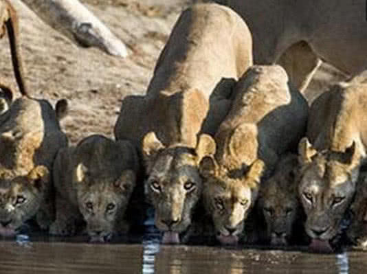 獅子排成一排喝水，抬頭一看被嚇得撒腿就跑，這一腳的威力真大！ 萌寵 第1張