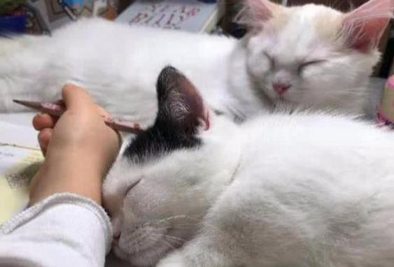 兩只小奶貓陪主人寫作業，沒忍住睡著了，小表情太萌，網友：羨慕 萌寵 第1張