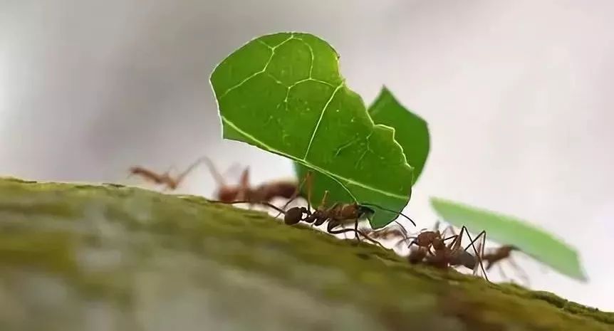 蚂蚁树枝猜成语_蚂蚁举树枝(3)