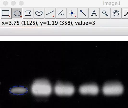 科研干货丨你真的用image j测到了wb条带灰度值吗?