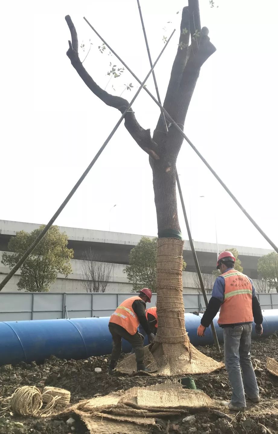 给"新"香樟穿"外套"丨提高冬季树木移栽成活率 防冻保暖很重要