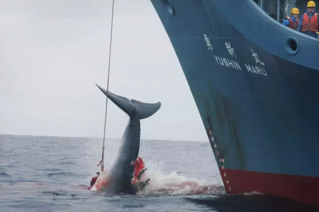 在纪录片 《海豚湾》里