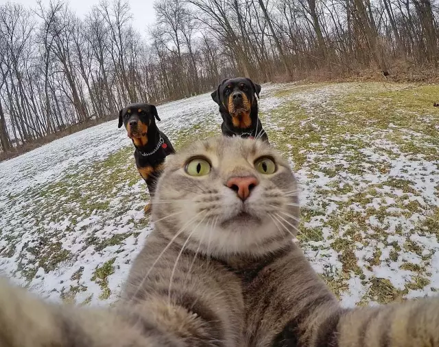 一只沉迷于自拍无法自拔的猫,和它的两只傻狗朋友