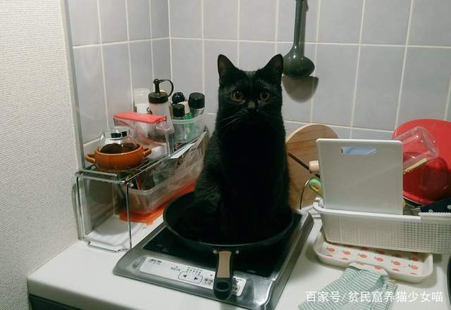 貓咪的報恩？貓奴說肚子餓，貓自己跑到鍋裡面，這是要被煮來吃嗎 萌寵 第4張