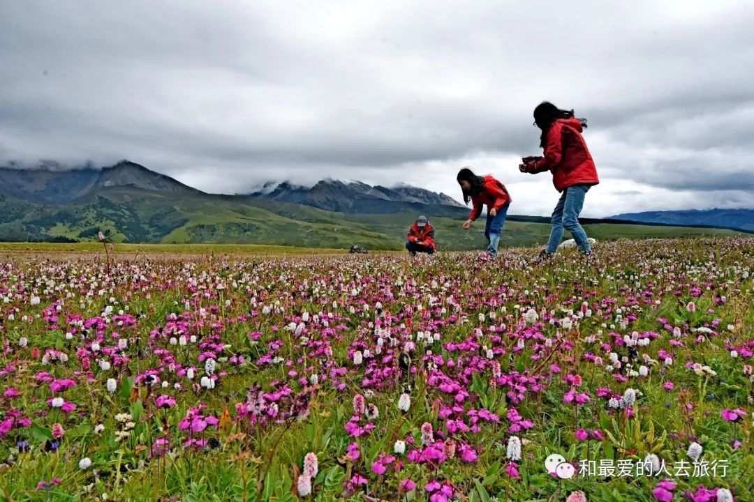 川西有片"海",就在格聂山下_的花海