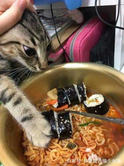 貓咪的報恩？貓奴說肚子餓，貓自己跑到鍋裡面，這是要被煮來吃嗎 萌寵 第6張