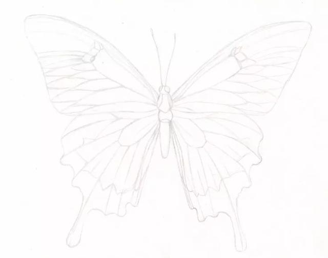教你画一只美艳不可方物的蝴蝶