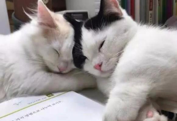 兩只小奶貓陪主人寫作業，沒忍住睡著了，小表情太萌，網友：羨慕 萌寵 第2張