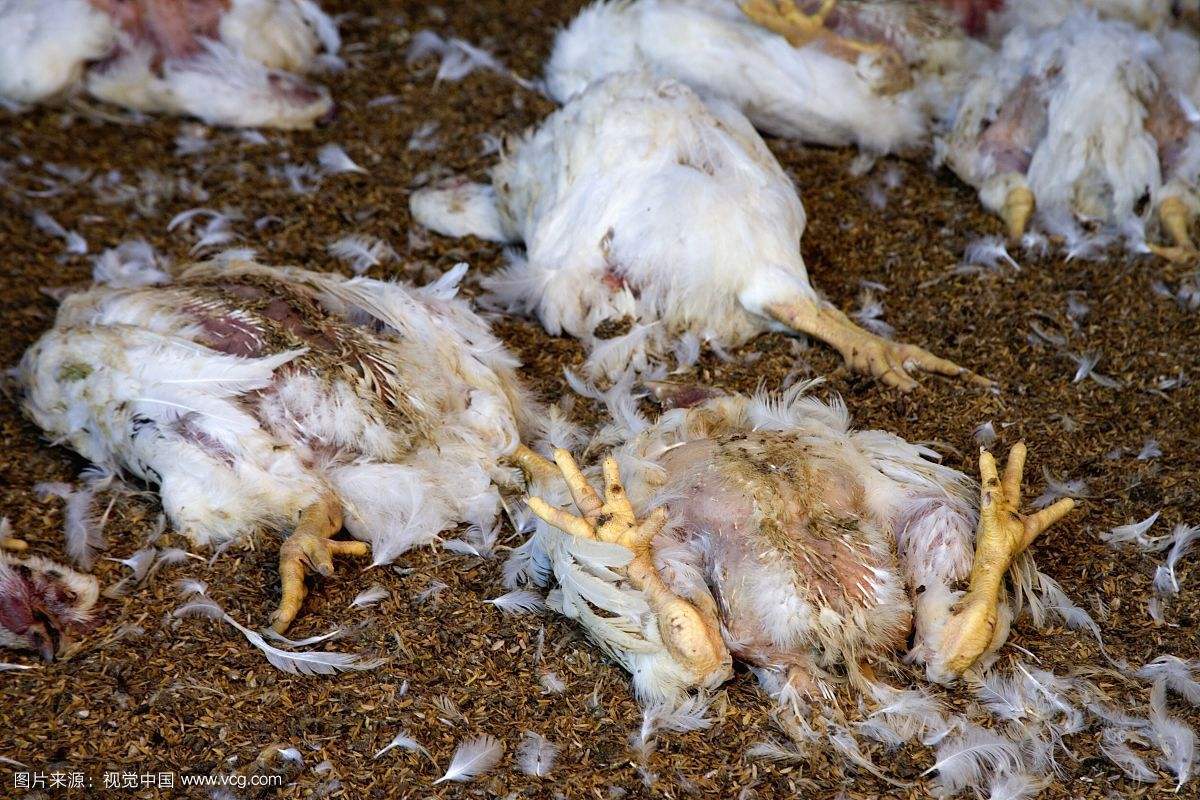 鸡得了禽流感怎么办,鸡禽流感用什么药,鸡禽流感的治疗方法