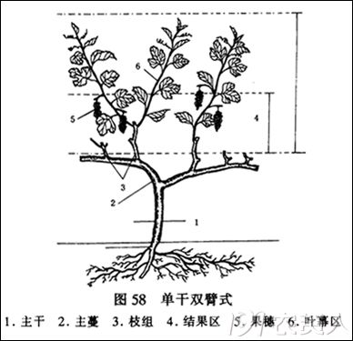 葡萄冬季修剪,看这一篇就够了_母枝