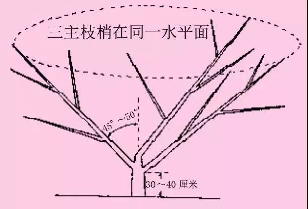 自然开心形是目前桃树生产上应用最广泛,也是在各地久经考验的树形