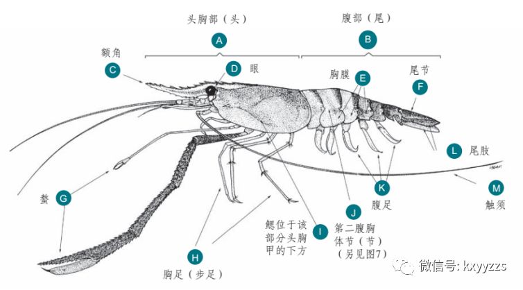 【图文分享】龙虾,蟹,对虾,沼虾类养殖现状