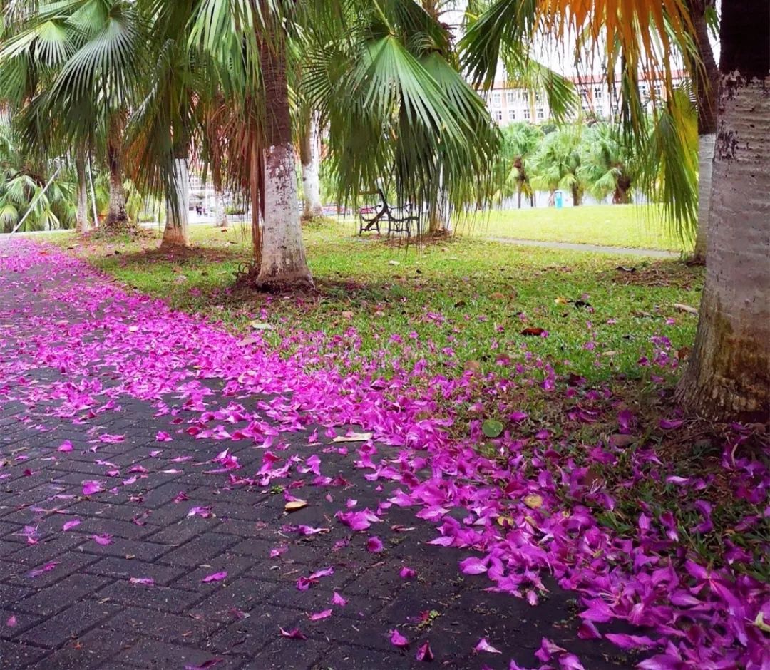 错过了双子座流星雨,还有紫色花雨在等你