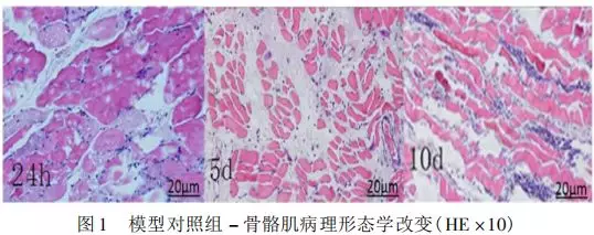 基础研究|不同浓度医用三氧对兔骨骼肌损伤组织学与il