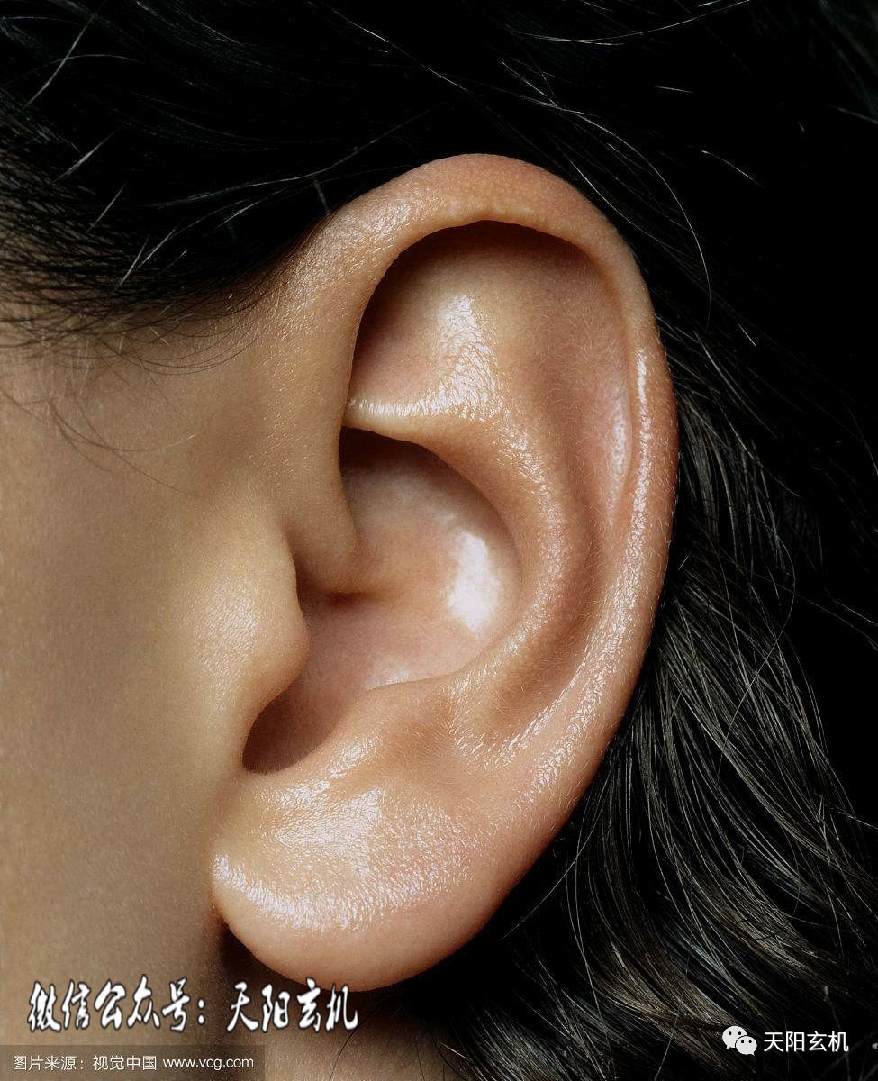 龙耳的人耳朵外形虽然小,但轮廓分明,这样的人的运势也和龙一样,富贵