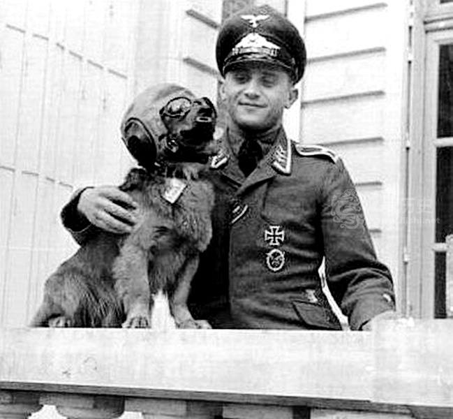 二战时德国曾计划组建会说人话的狗狗部队希特勒是坚定支持者