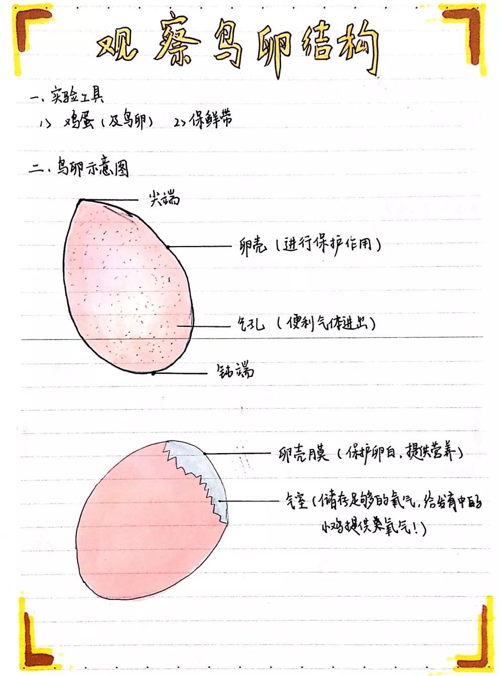 在卵黄周围包裹着卵黄膜 我看见胚盘啦~ 在卵黄上的一个小白点 没