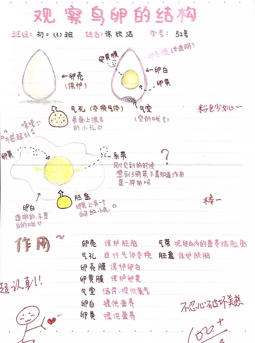 爱上心远之鸡蛋的秘密心远中学初二生物组学科活动