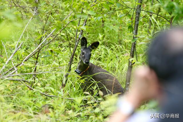 陕西林麝养殖全国之首特种动植物养殖产值突破35亿元