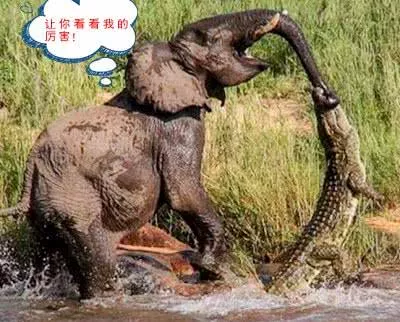 水下鱷魚襲擊大象，大象驚怒之下，竟將鱷魚甩飛到了天上 萌寵 第3張