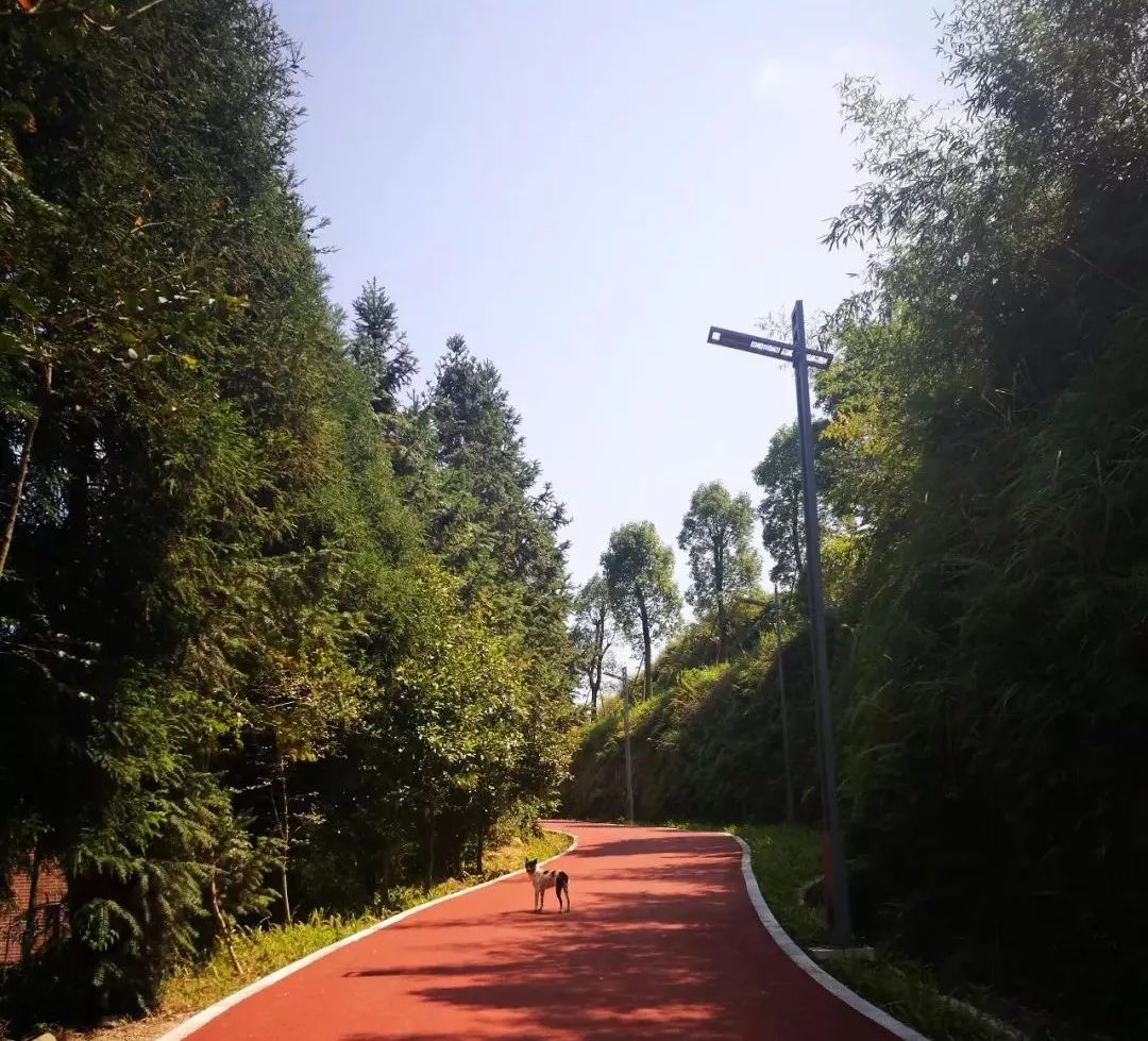 高峰谷茶海大道部分路段景色