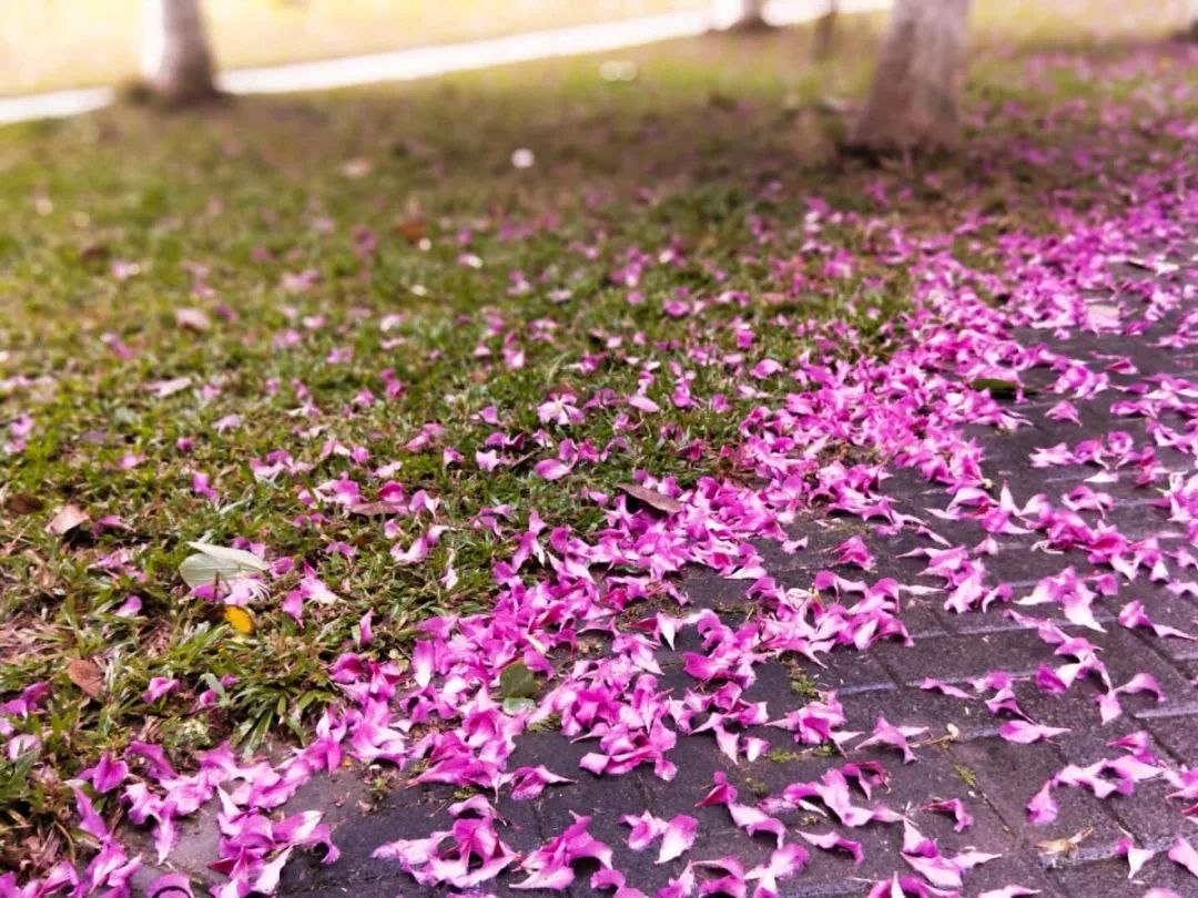 错过了双子座流星雨,还有紫色花雨在等你