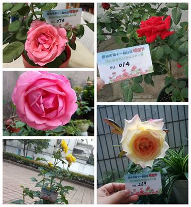 常州市花到我家2018年认养月季花获奖名单