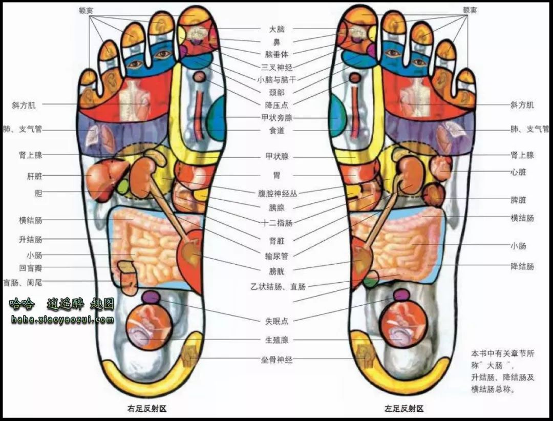 足底按摩手法(附足底穴位图)