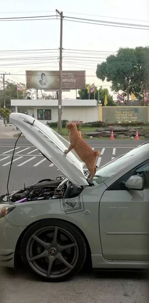 网友车子坏了，停在路边修理，没一会就被一只橘猫霸占了