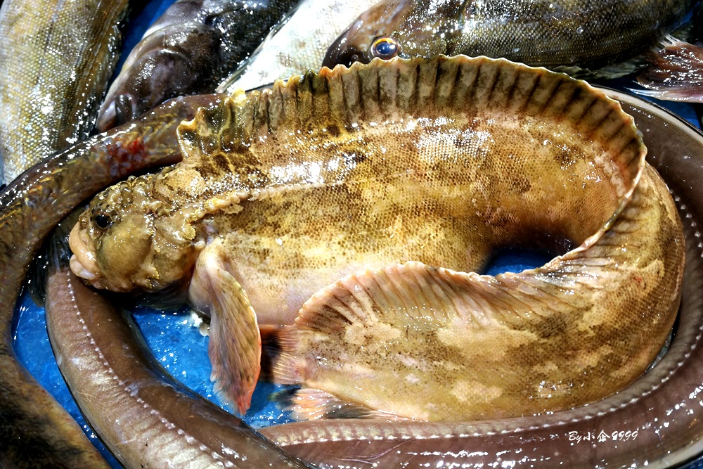 黄渤海好吃的丑鱼,俗名小姐,媳妇鱼,学名"繸鳚"你认识