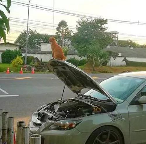 網友車子壞了，停在路邊修理，沒一會就被一只橘貓霸占了，還... 萌寵 第3張
