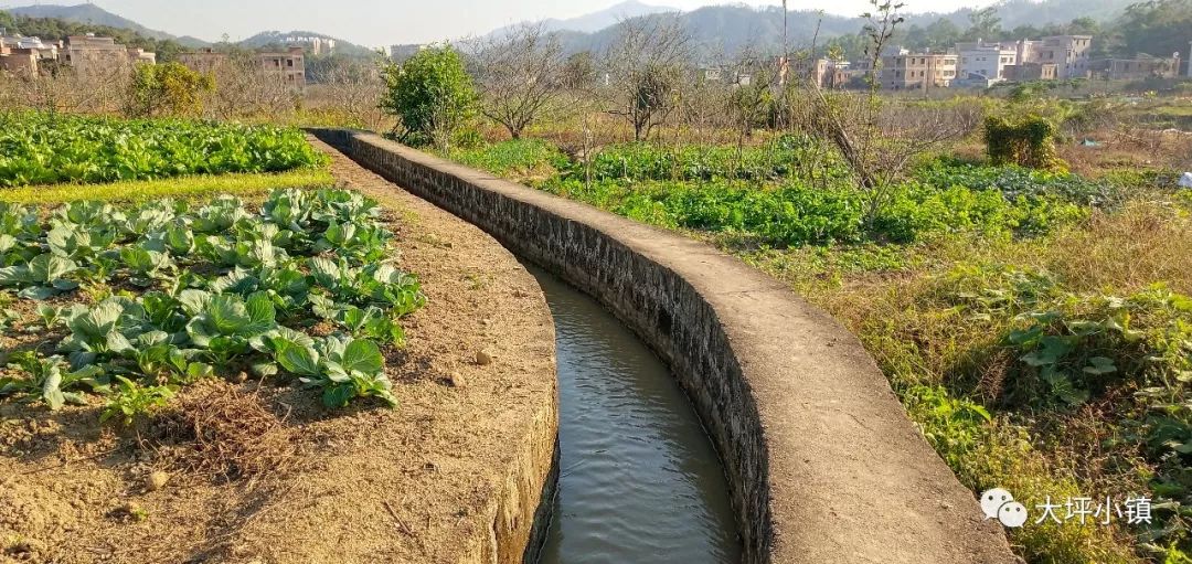 "大唐古道和埔岭引水渠工程是全镇高标准农田建设浓墨重彩的一笔,我们