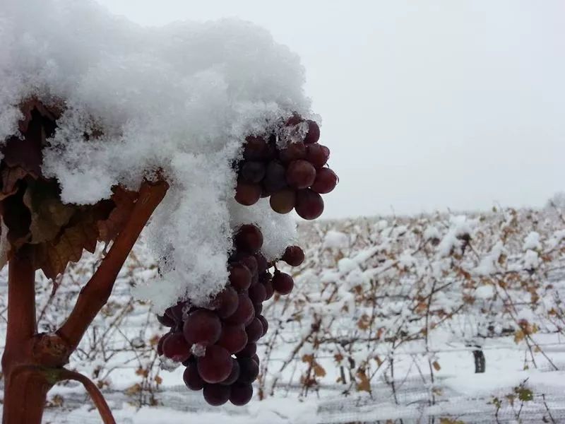 冰酒:寒天雪地孕育出的甜美佳酿